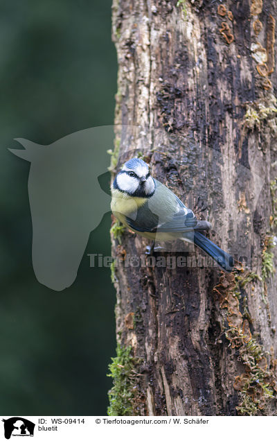 bluetit / WS-09414