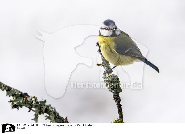 Blaumeise / bluetit / WS-09419