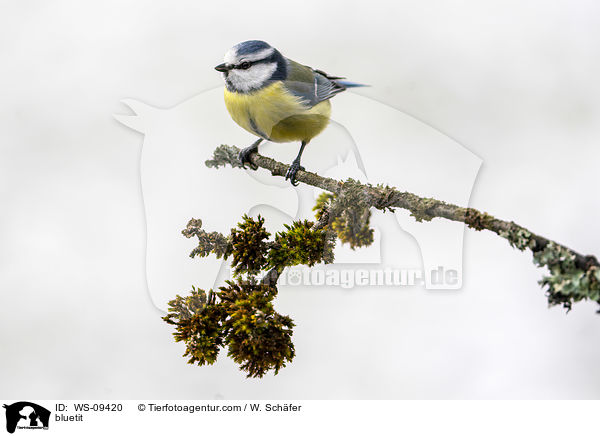 Blaumeise / bluetit / WS-09420