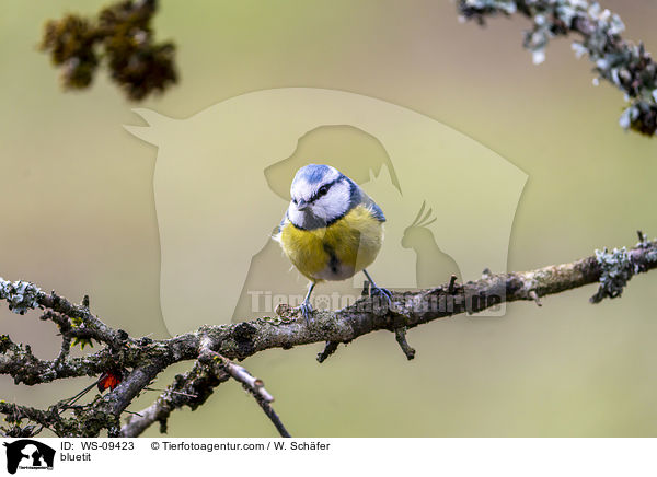 Blaumeise / bluetit / WS-09423