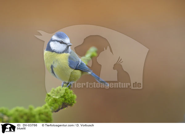 Blaumeise / bluetit / DV-03766
