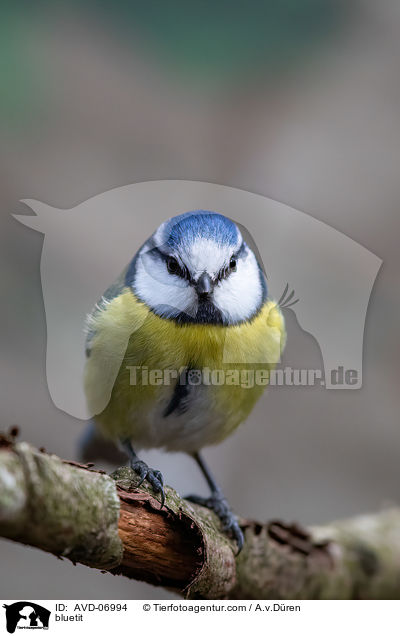 Blaumeise / bluetit / AVD-06994