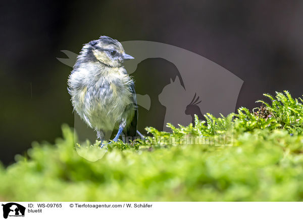 bluetit / WS-09765