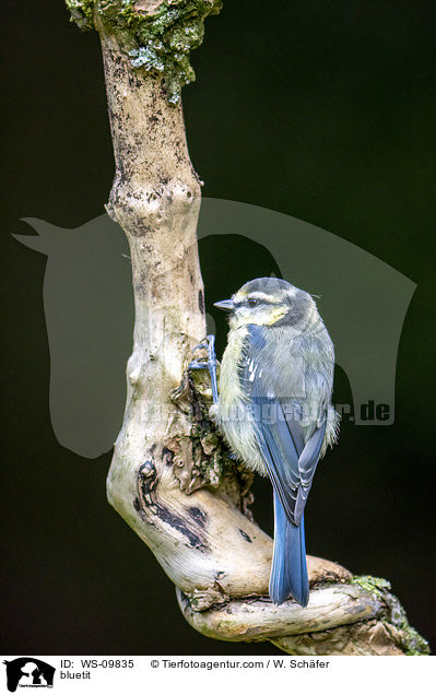 Blaumeise / bluetit / WS-09835