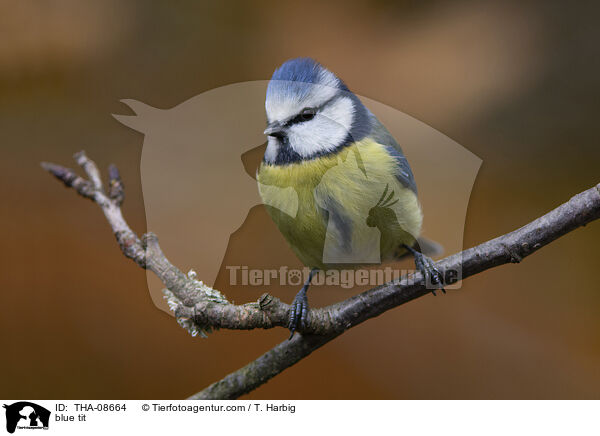 Blaumeise / blue tit / THA-08664