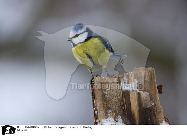 Blaumeise / blue tit / THA-08669