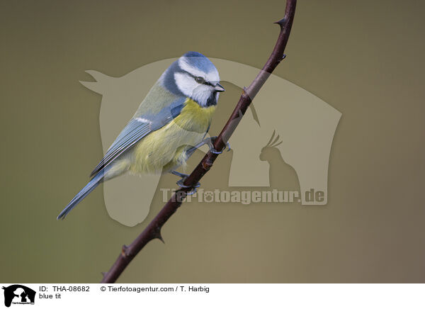Blaumeise / blue tit / THA-08682