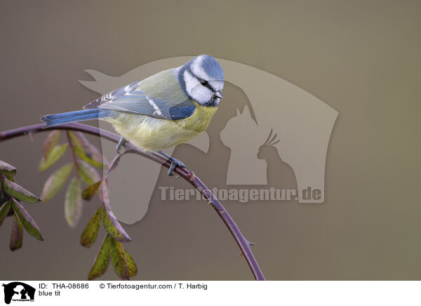 Blaumeise / blue tit / THA-08686