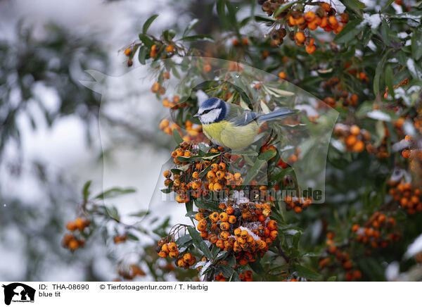 Blaumeise / blue tit / THA-08690