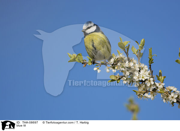 Blaumeise / blue tit / THA-08697
