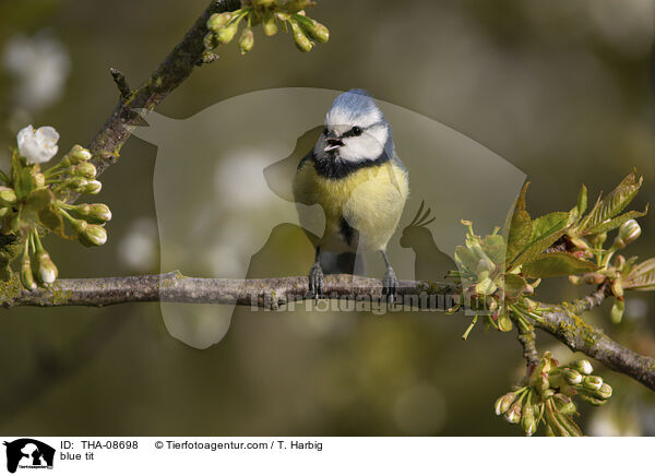 Blaumeise / blue tit / THA-08698