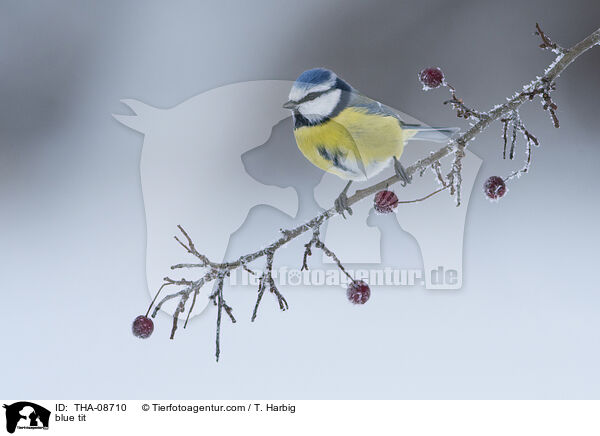 Blaumeise / blue tit / THA-08710