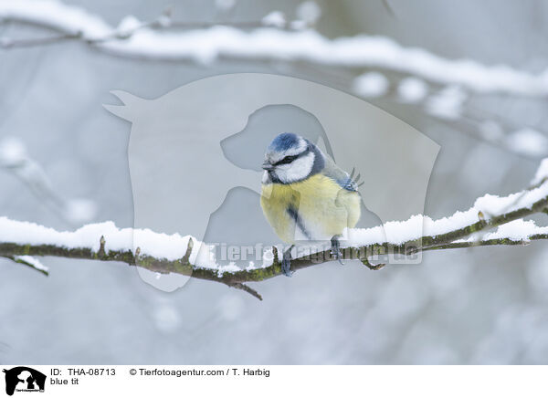 Blaumeise / blue tit / THA-08713