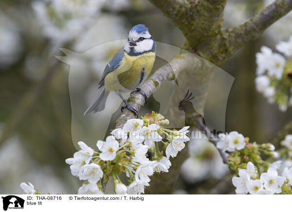 blue tit / THA-08716