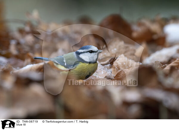 blue tit / THA-08719