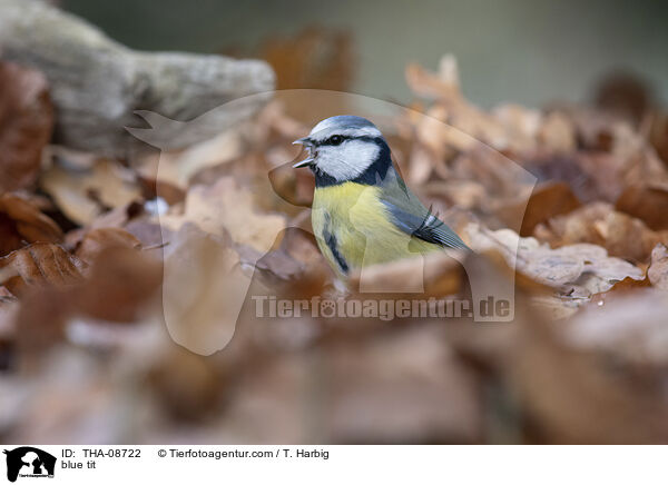 Blaumeise / blue tit / THA-08722