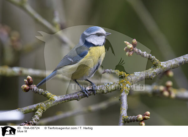 Blaumeise / blue tit / THA-08724