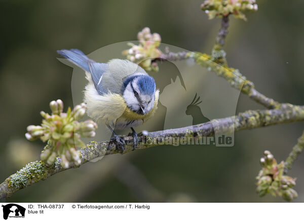 blue tit / THA-08737