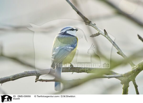 Blaumeise / bluetit / DMS-09668