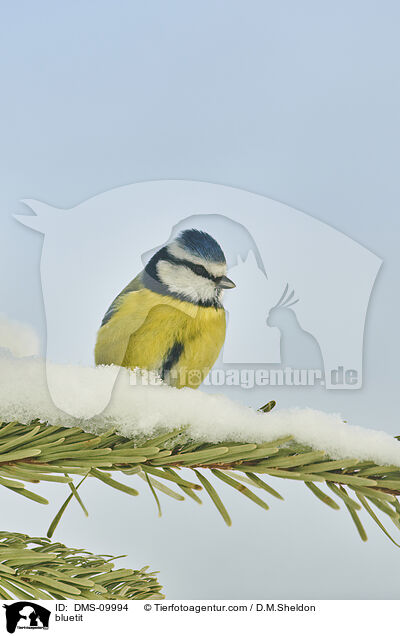 bluetit / DMS-09994