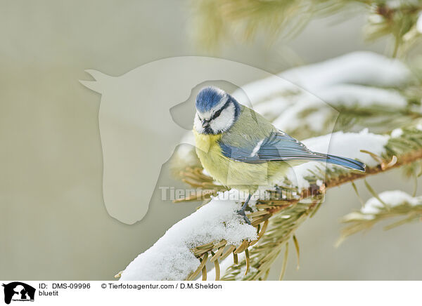 Blaumeise / bluetit / DMS-09996