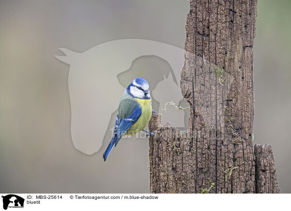 Blaumeise Blaumeise auf Ast / bluetit / MBS-25614