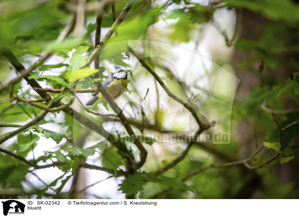 Blaumeise / bluetit / SK-02342
