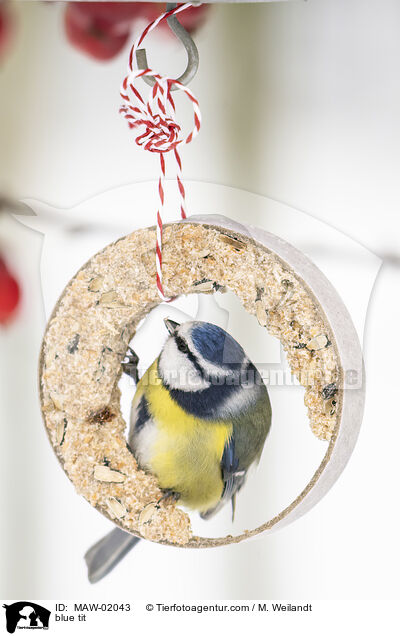 Blaumeise / blue tit / MAW-02043