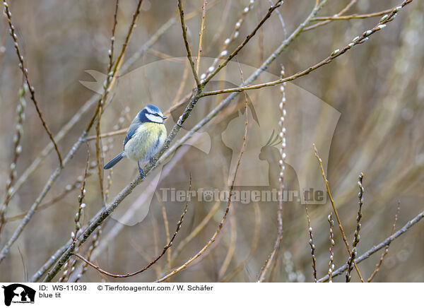 Blaumeise / blue tit / WS-11039