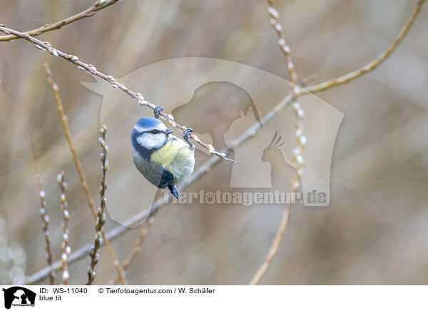 Blaumeise / blue tit / WS-11040