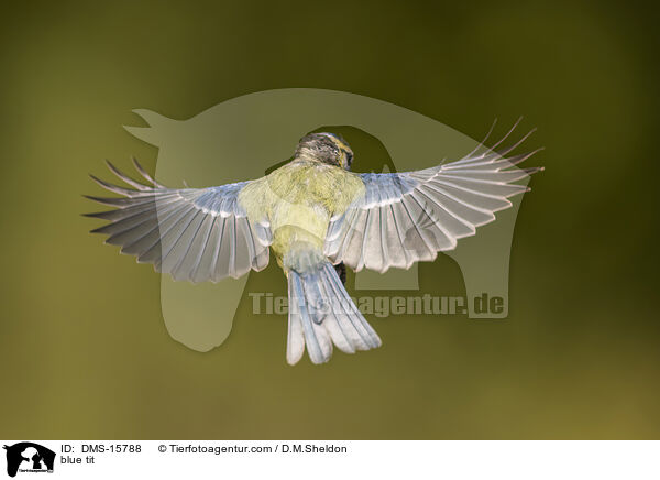 Blaumeise / blue tit / DMS-15788