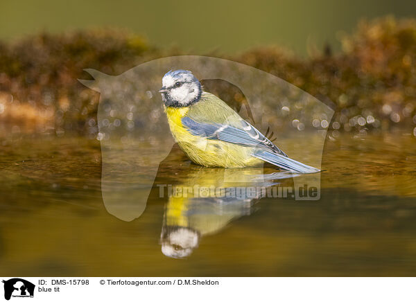 Blaumeise / blue tit / DMS-15798