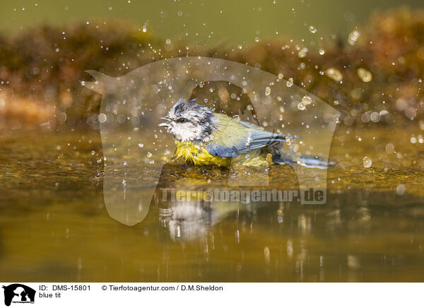 Blaumeise / blue tit / DMS-15801