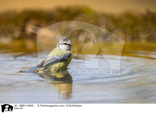 blue tit / DMS-15895