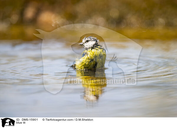 blue tit / DMS-15901