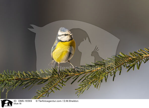 Blaumeise / blue tit / DMS-16569