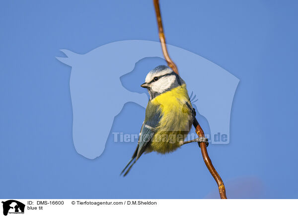 Blaumeise / blue tit / DMS-16600