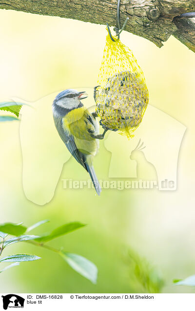Blaumeise / blue tit / DMS-16828