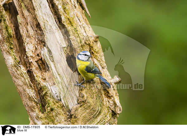 Blaumeise / blue tit / DMS-17805
