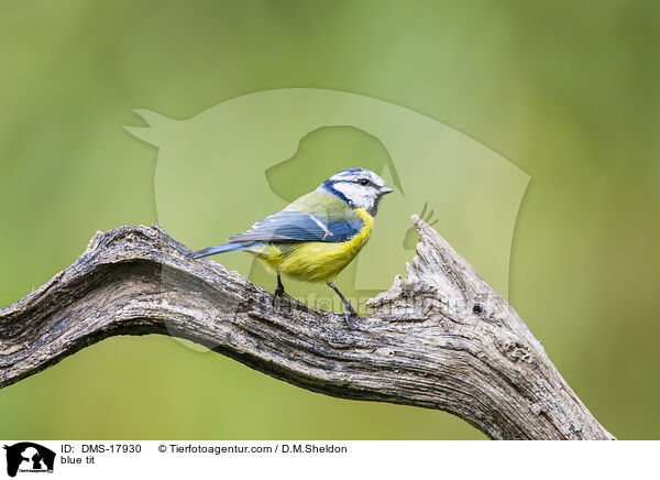 Blaumeise / blue tit / DMS-17930