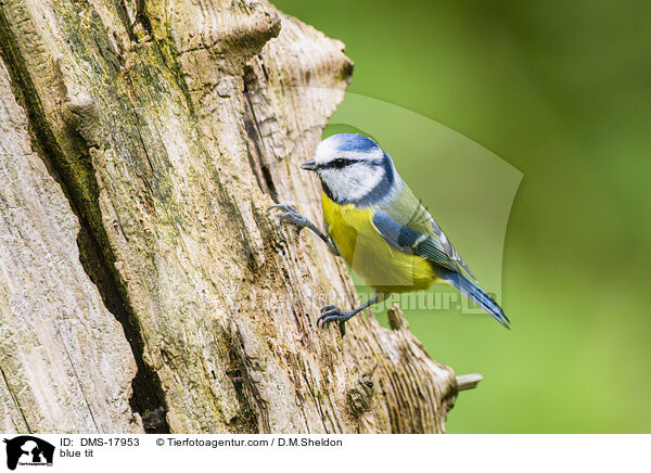 Blaumeise / blue tit / DMS-17953