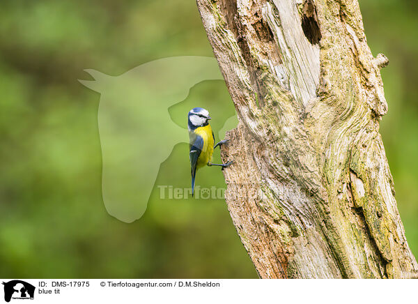 Blaumeise / blue tit / DMS-17975