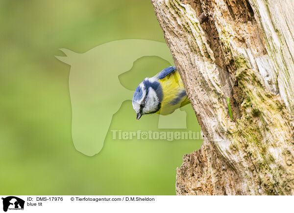 Blaumeise / blue tit / DMS-17976