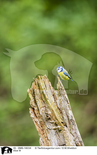 Blaumeise / blue tit / DMS-18034