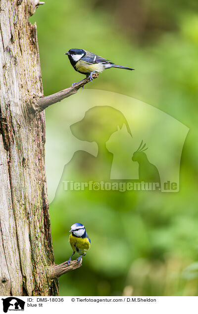 Blaumeise / blue tit / DMS-18036
