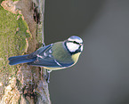 blue tit