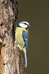 blue tit