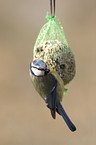 blue tit