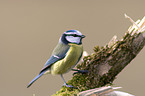 blue tit