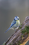 blue tit